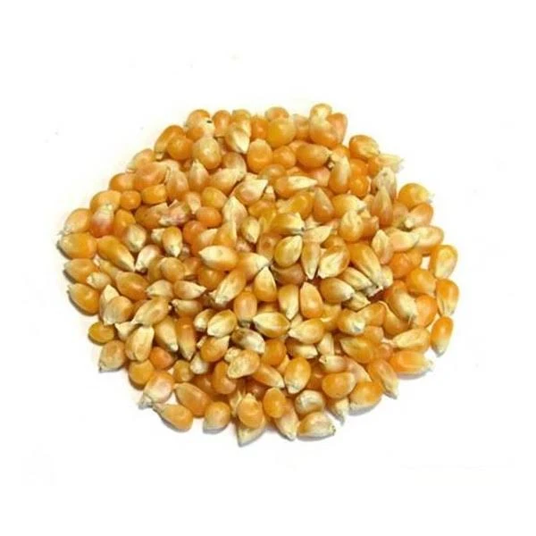 Blat Per Crispetes ECO