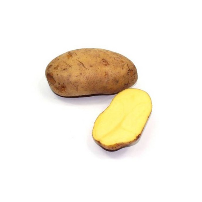 Patata Vermella Rudolph ECO