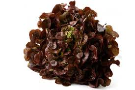 Enciam Roure Vermell ECO