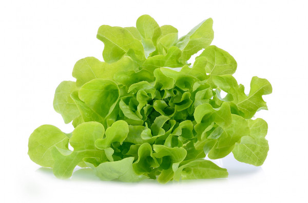 Enciam Roure Verd