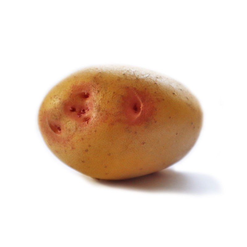 patata ull de perdiu